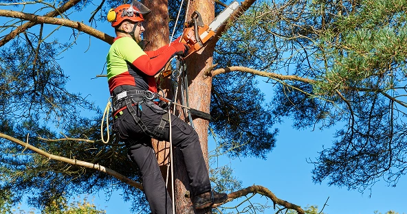 Tree Service